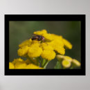 Suche nach zu fliegen poster Blume