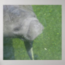 Suche nach herrenhaus poster Seekühe