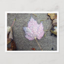 Suche nach regentropfen postkarten Blätter