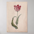 Suche nach tulip poster Vintage tulpen