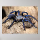 Suche nach tarantula poster Wild