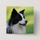 Suche nach collie buttons Haustier