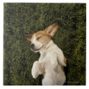 Suche nach schlaf fliesen Natur