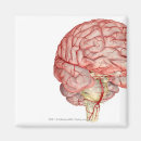 Suche nach menschlich magnete Menschen