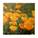 Suche nach montana fliesen Usa