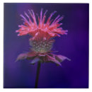 Suche nach himbeere fliesen Für sie