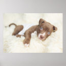Suche nach pit bull poster Welpe