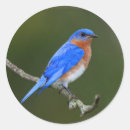 Suche nach bluebird aufkleber Vogelaufkleber