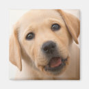 Suche nach goldenes labrador magnete Hund