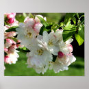 Suche nach krabben poster Für sie