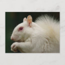 Suche nach weißes eichhörnchen postkarten Albino