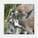 Suche nach ring angebunden Zoo
