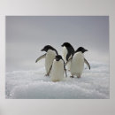 Suche nach adelie Niedliche tiere