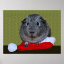 Suche nach guinea pig poster Nagetier