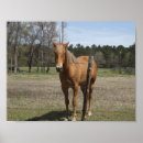 Suche nach hübsches pferd poster Weide