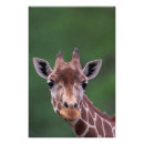 Suche nach impala poster Tier