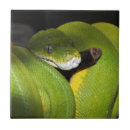 Suche nach reptil fliesen Tier