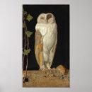 Suche nach weiße eule poster Vögel