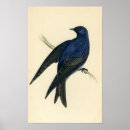 Suche nach antiker druck poster Vogel