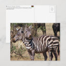 Suche nach mara Afrika