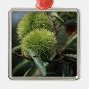 Suche nach niederlassung ornamente Natur