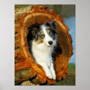 Suche nach border collie poster Niedlich