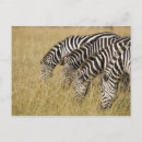 Suche nach mara postkarten Tiere