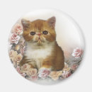 Suche nach pers magnete Katzen