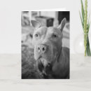 Suche nach pitbull karten Freund
