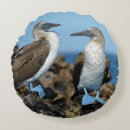 Suche nach galapagos kissen Tier