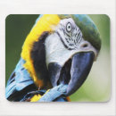 Suche nach ara mousepads Tierwelt