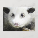 Suche nach heidi postkarten Tiere