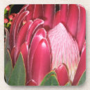 Suche nach protea untersetzer Rosa