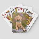 Suche nach magyar vizsla spiele Hund