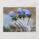 Suche nach halbinsel postkarten Landschaft