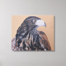 Suche nach falke leinwandbilder Raubvogel
