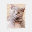 Suche nach shorthair Babytiere