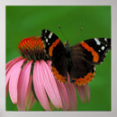 Suche nach admiral poster Schmetterling