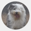 Suche nach old english sheepdog aufkleber Schafe