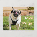 Suche nach mops liebe postkarten Haustier