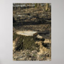Suche nach baumstumpf poster Tierwelt