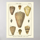 Suche nach vintage muscheln poster Meer