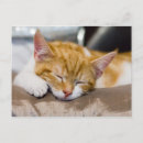 Suche nach kitten postkarten Tier