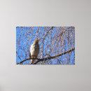Suche nach kirschbaum leinwandbilder Vogelvogel