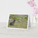 Suche nach wildes kaninchen karten Jede person