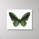 Suche nach natur fotos leinwandbilder Schmetterling