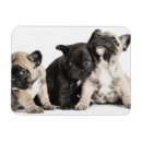 Suche nach sitzender hund magnete Welpe