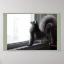 Suche nach katze im fenster poster Fotografie