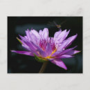 Suche nach libellen postkarten Lilie