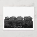 Suche nach seeigel postkarten Tiere